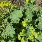 Alchemilla mollis Liść