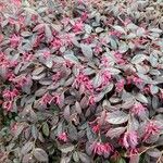 Loropetalum chinense 整株植物