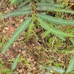 Chamaecrista mimosoides Hoja