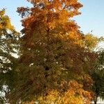 Taxodium distichum Habit