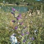 Echium vulgareFlower