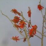 Erythrina senegalensis 花
