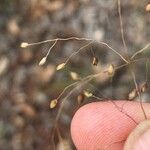 Panicum simile Fruit