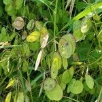 Lunaria annuaFoglia