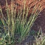 Heteropogon contortus Hoja