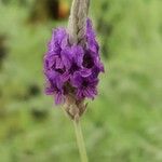 Lavandula pinnata Flower