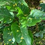 Rumex × acutus Leaf