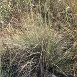 Muhlenbergia lindheimeri Хабит