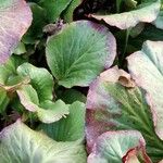 Bergenia crassifolia Blatt