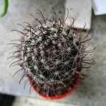 Mammillaria grahamii 葉