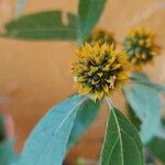 Tilesia baccata Flors