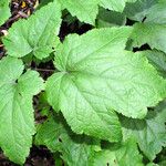 Actaea elata Leaf