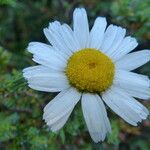 Tripleurospermum maritimum Blüte