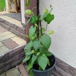 Thunbergia alataOther