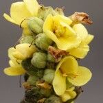 Verbascum thapsus Kwiat