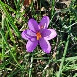 Crocus nudiflorusFlower