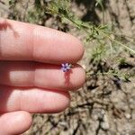 Gilia achilleifolia 花