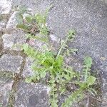 Hyoseris radiata Habit