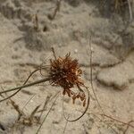 Cyperus crassipes Flower