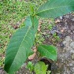 Ficus callosa Yaprak
