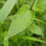 Silene dichotoma Leaf