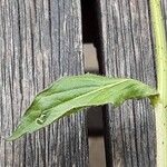 Bunias orientalis Blatt