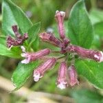 Cuphea racemosa (Flower)