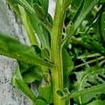 Asperugo procumbens Schors