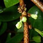 Erythroxylum coca Fruto