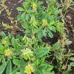 Crotalaria pycnostachya Blad