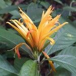 Justicia aurea Bloem