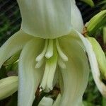 Yucca filamentosa Flower