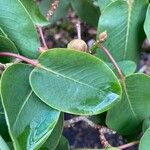 Rhododendron oreodoxa Leaf