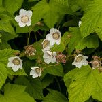Rubus parviflorus 花