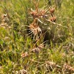 Themeda triandra Virág