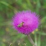 Cirsium heterophyllumFloro