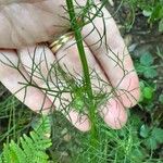 Tripleurospermum inodorum Blatt