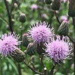 Cirsium arvenseBlüte