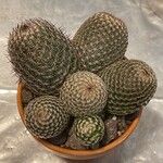 Mammillaria matudae Ліст