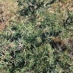 Vachellia seyal Folha