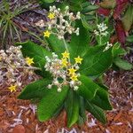 Argophyllum montanum Λουλούδι