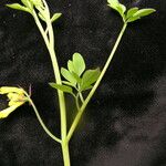 Dactylicapnos scandens Агульны выгляд