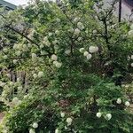 Viburnum macrocephalum Habit