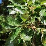Quercus afares