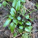 Ranunculus ophioglossifolius Plante entière