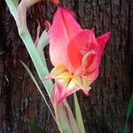 Gladiolus dalenii Květ