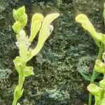 Scutellaria repens Flor