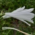 Paradisea liliastrum Flower