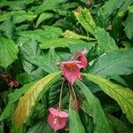 Dalechampia spathulata Цветок