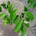 Syzygium guineense Folha